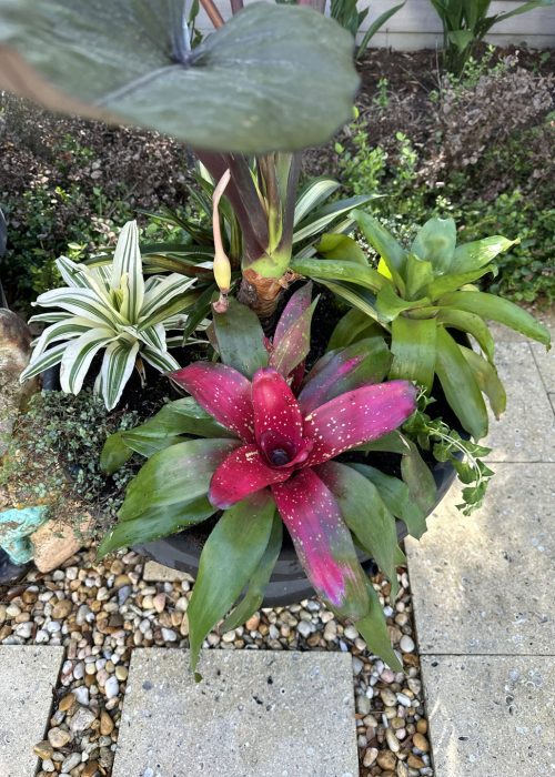 A colorful collection of tropical plants in a garden pot, featuring a striking pink bromeliad, variegated foliage, and lush green leaves, set against a garden backdrop.