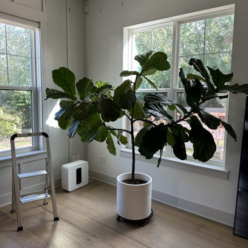 1. Large fiddle leaf fig tree in a modern home with natural light, white walls, hardwood flooring, and a small air purifier, creating a bright and airy interior space.