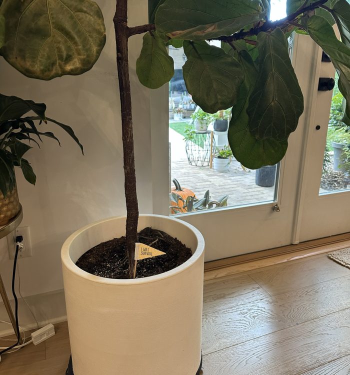 Lush indoor fiddle leaf fig tree in a cozy home botanical setting, potted in a white container near a glass door, with a garden view and natural light.