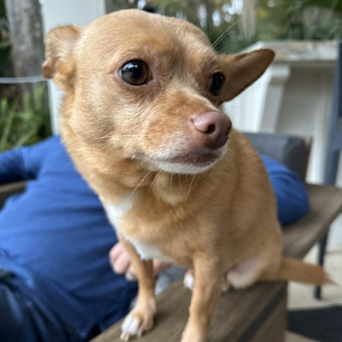 1. Small brown dog with pointy ears sitting on a wooden table, looking into the distance on a porch with greenery background.