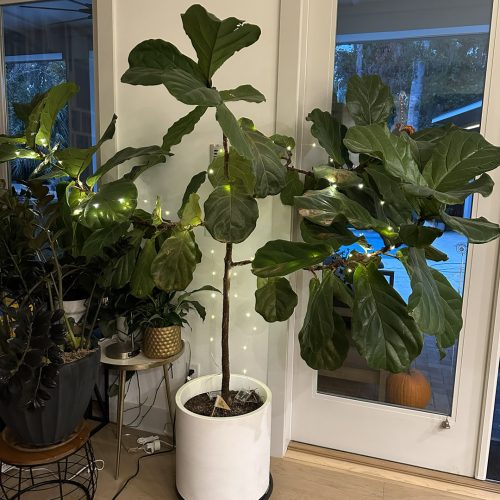 Vibrant indoor fig tree in a modern home with decorative lighting, placed next to a glass door leading outside, showcasing lush green leaves and stylish indoor plant decor.